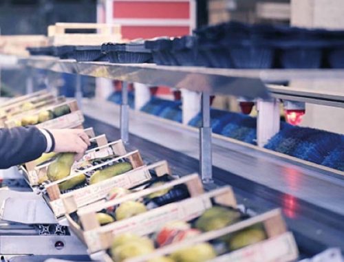 bossplast predelava zivil